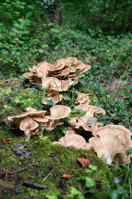 真菌/蘑菇生长在林地灌木丛中腐烂的倒下的树干上